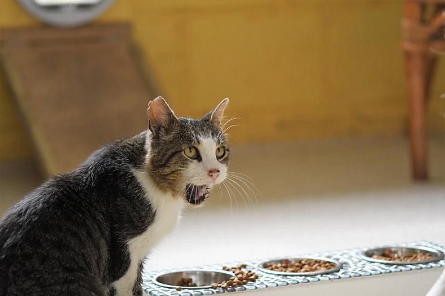 Kattenpraat