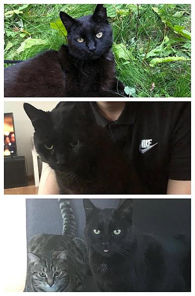 Kattenpraat
