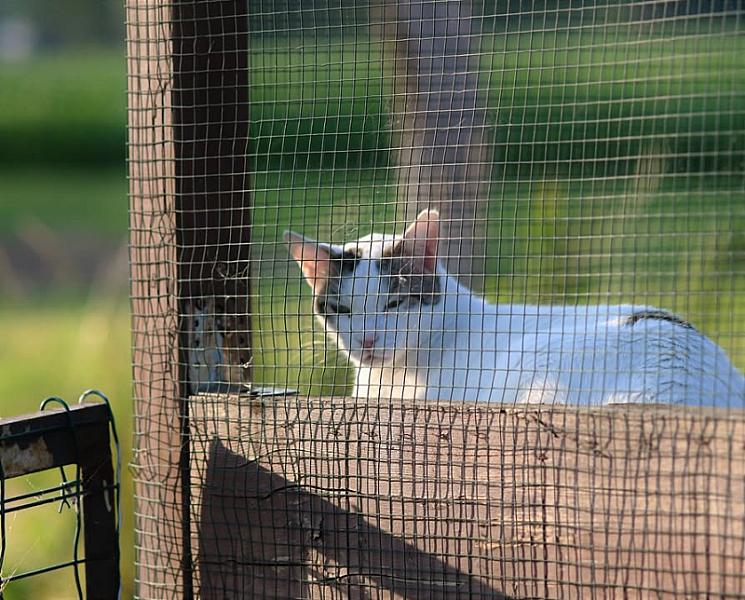 Kattenpraat