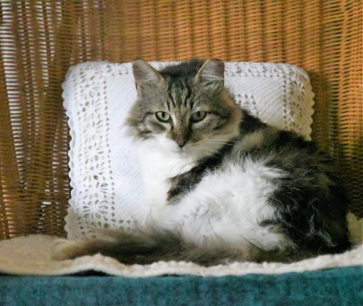 Kattenpraat