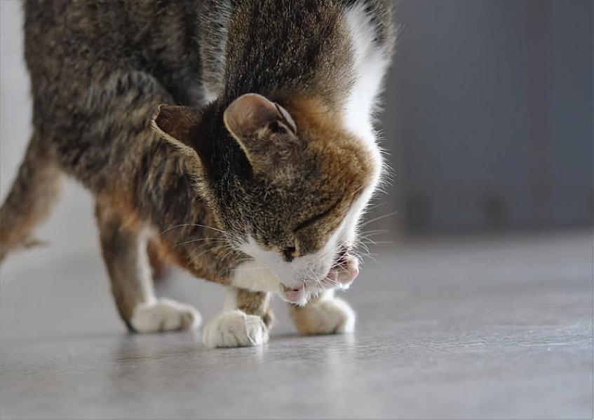 Kattenpraat