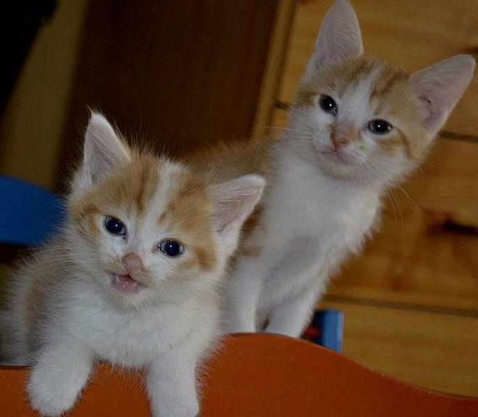 Kattenpraat