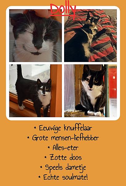 Kattenpraat
