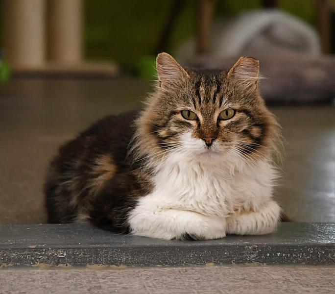 Kattenpraat