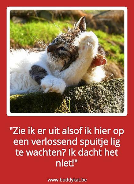 Kattenpraat
