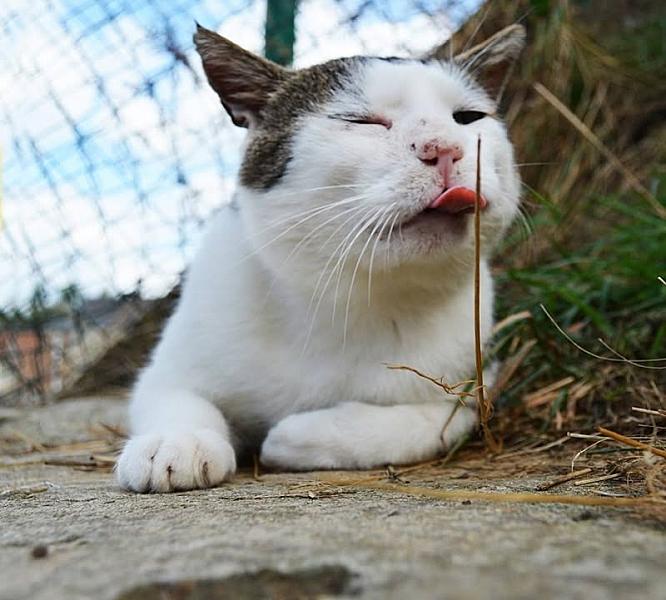 Kattenpraat