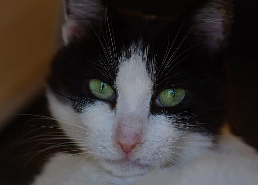 Kattenpraat