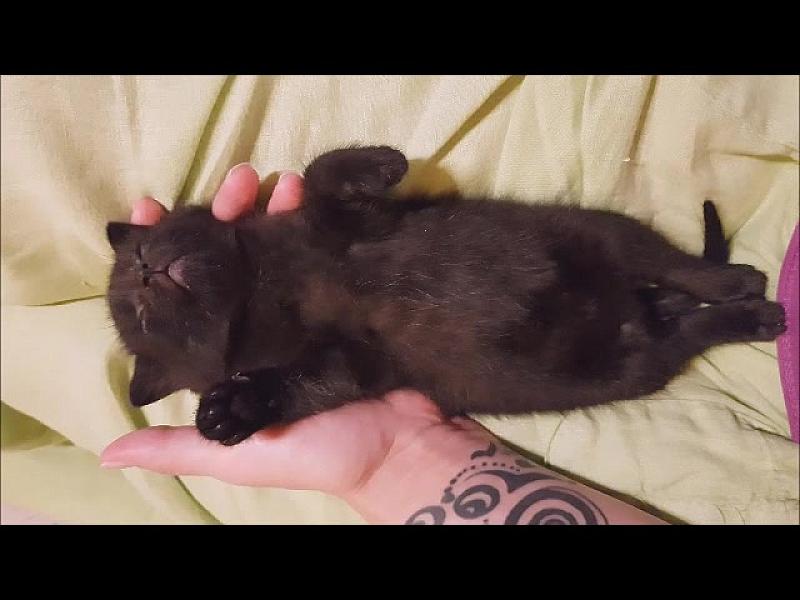 Kattenpraat