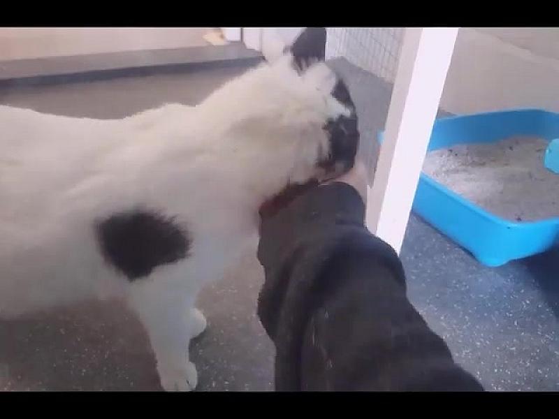 Kattenpraat