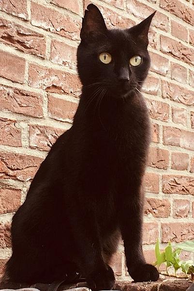 Kattenpraat