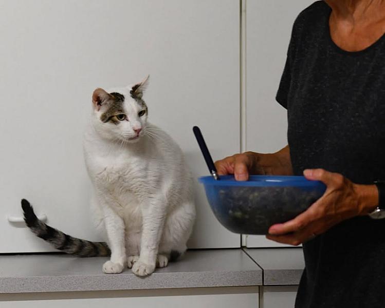 Kattenpraat