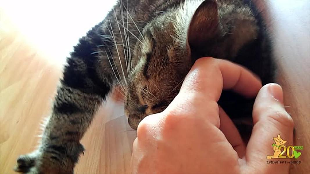 Kattenpraat