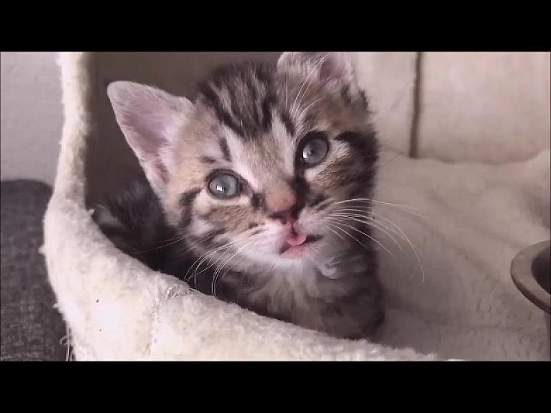 Kattenpraat