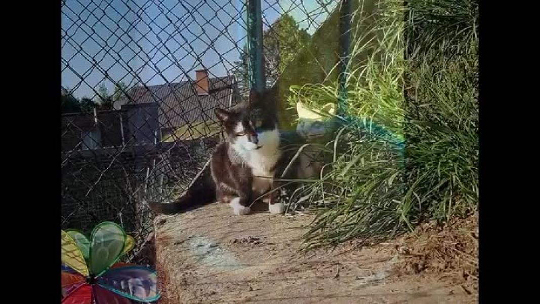 Kattenpraat