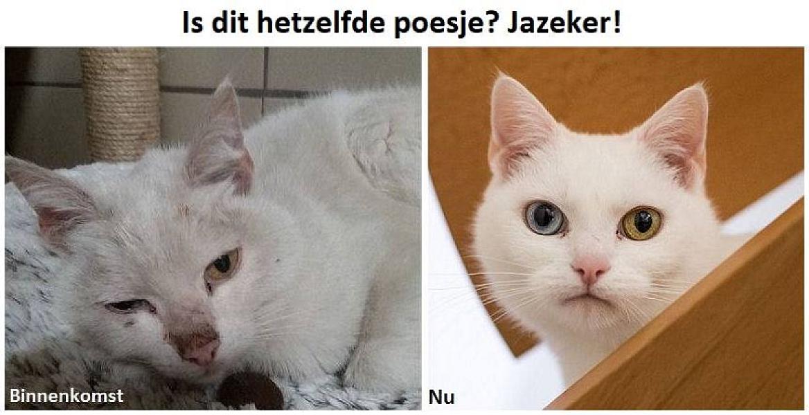 Kattenpraat