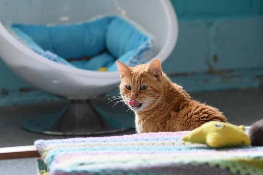 Kattenpraat