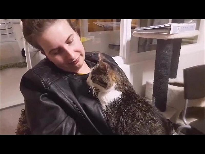Kattenpraat