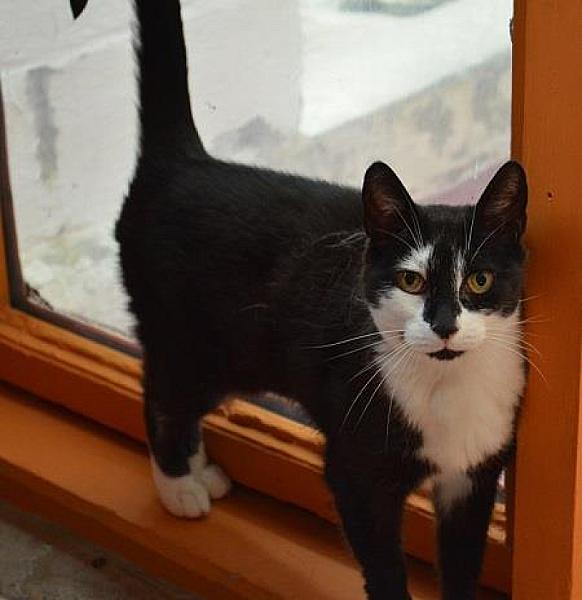 Kattenpraat