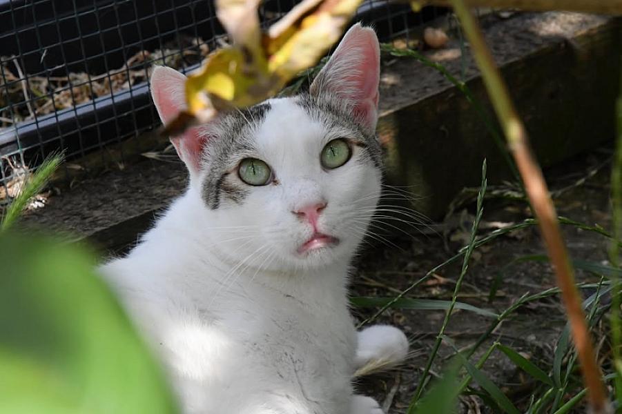 Kattenpraat
