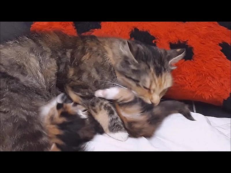 Kattenpraat