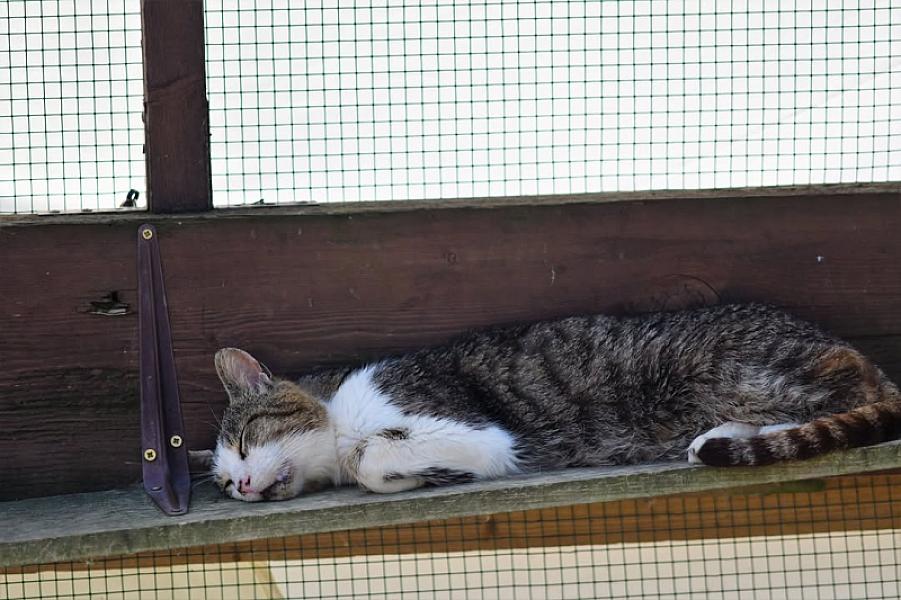 Kattenpraat