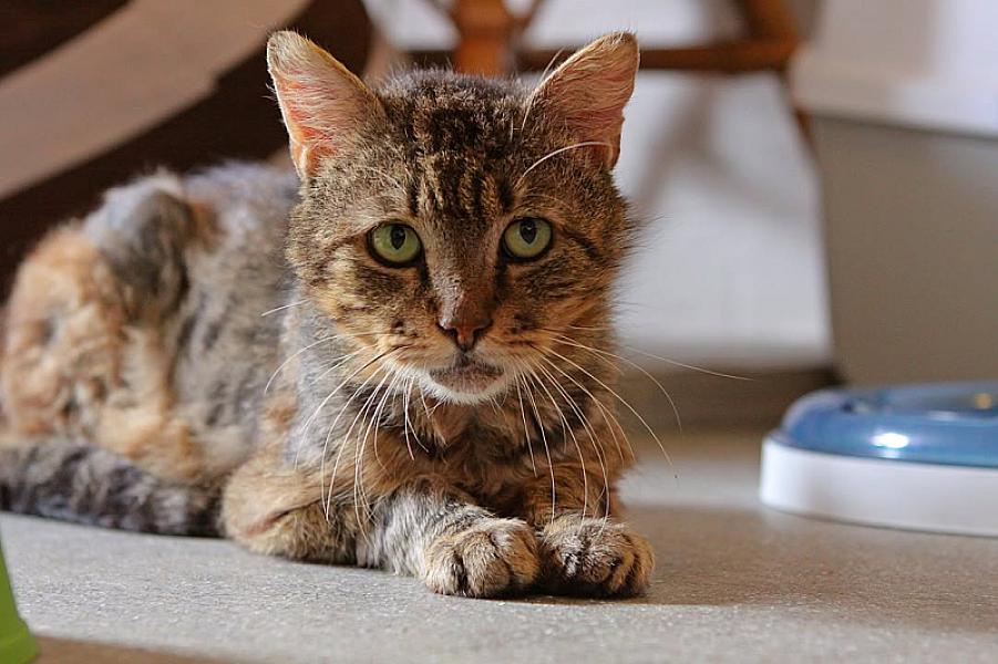 Kattenpraat