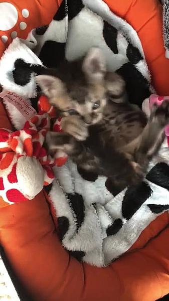 Kattenpraat