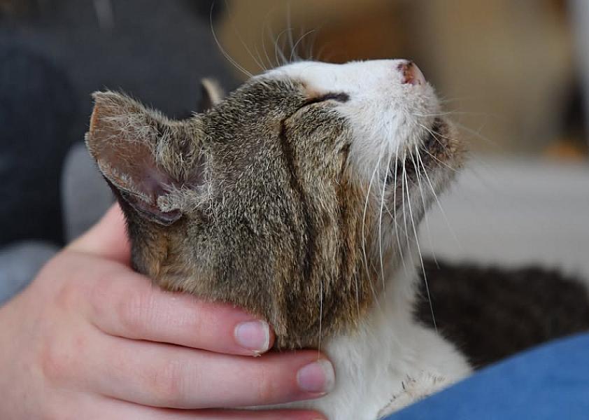 Kattenpraat