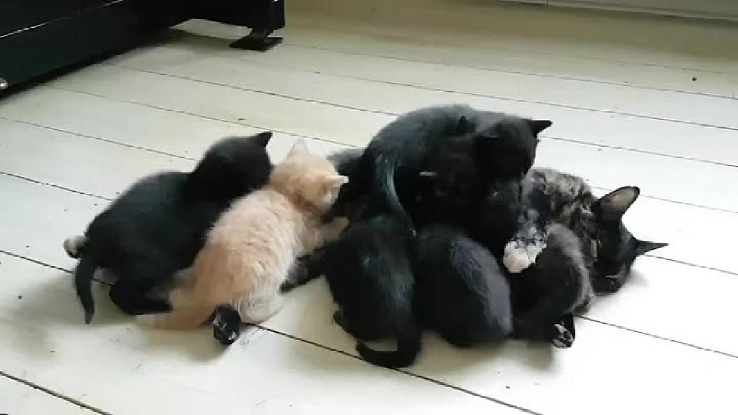 Kattenpraat