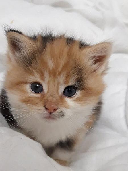 Kattenpraat