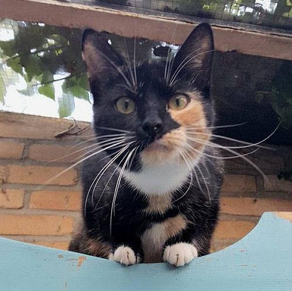 Kattenpraat