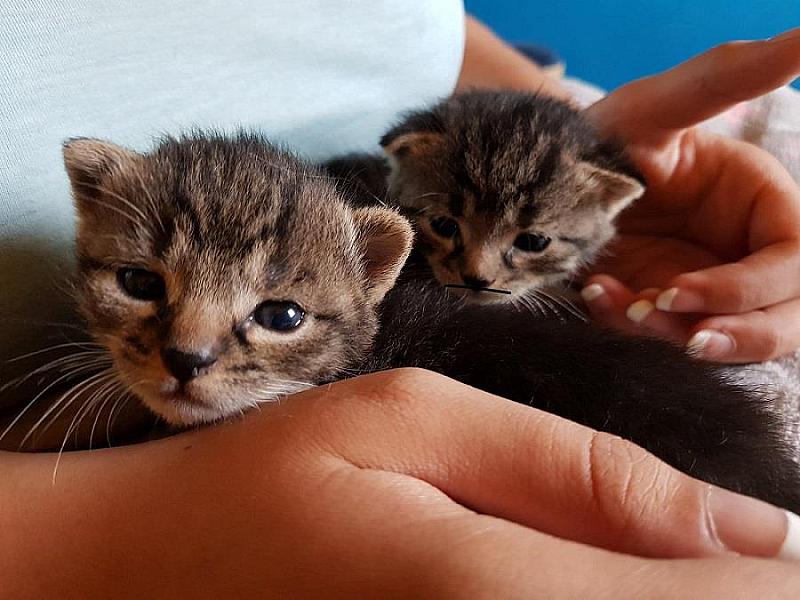 Kattenpraat