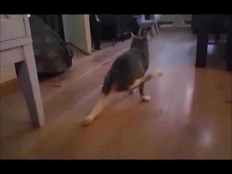 Kattenpraat