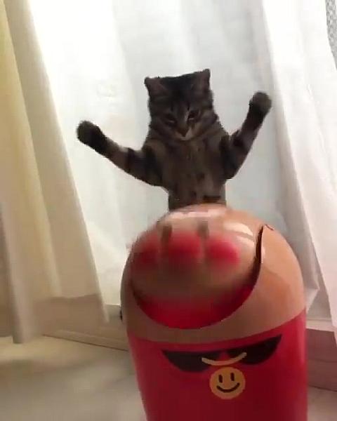 Kattenpraat