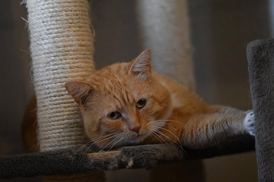 Kattenpraat