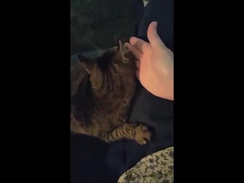 Kattenpraat