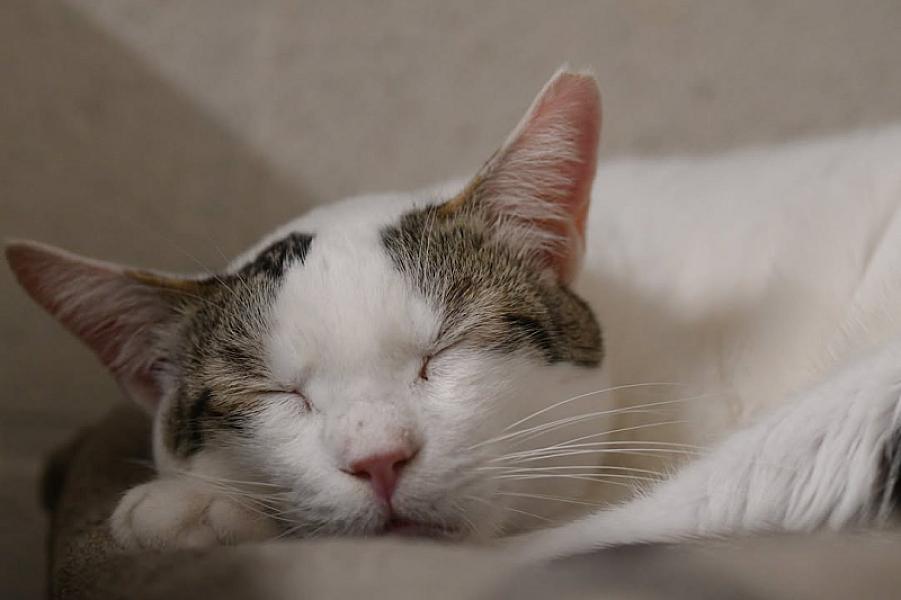 Kattenpraat