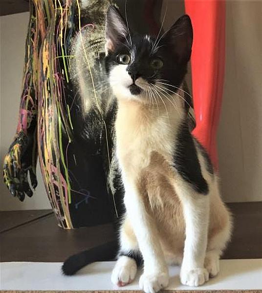 Kattenpraat
