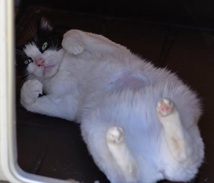 Kattenpraat