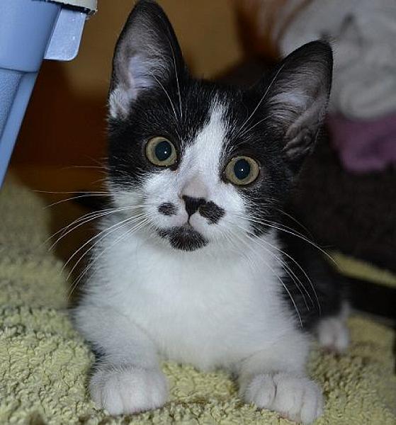 Kattenpraat