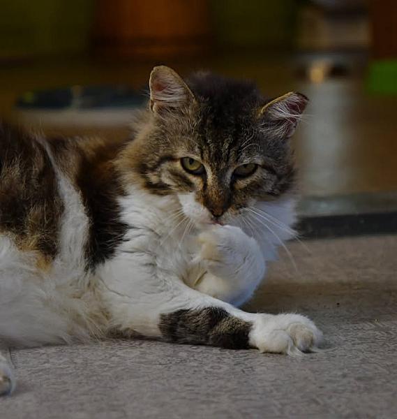 Kattenpraat