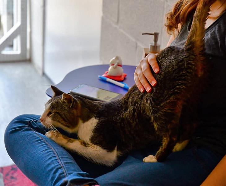 Kattenpraat