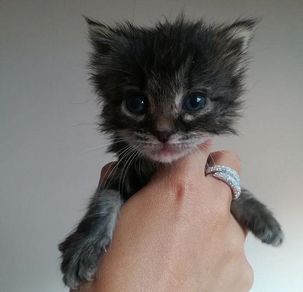 Kattenpraat