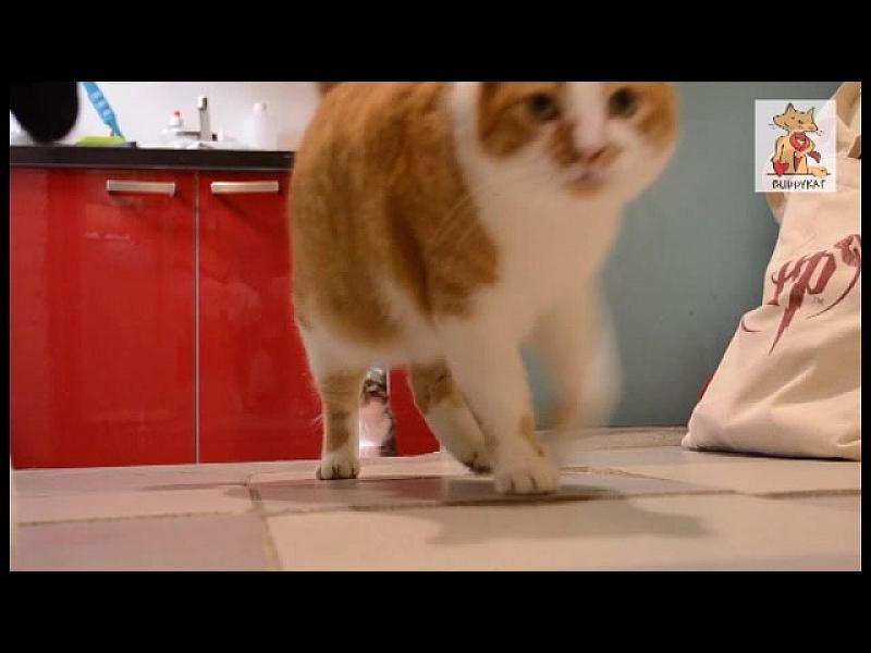 Kattenpraat