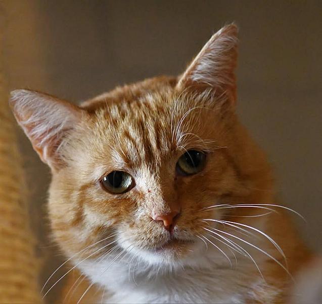 Kattenpraat