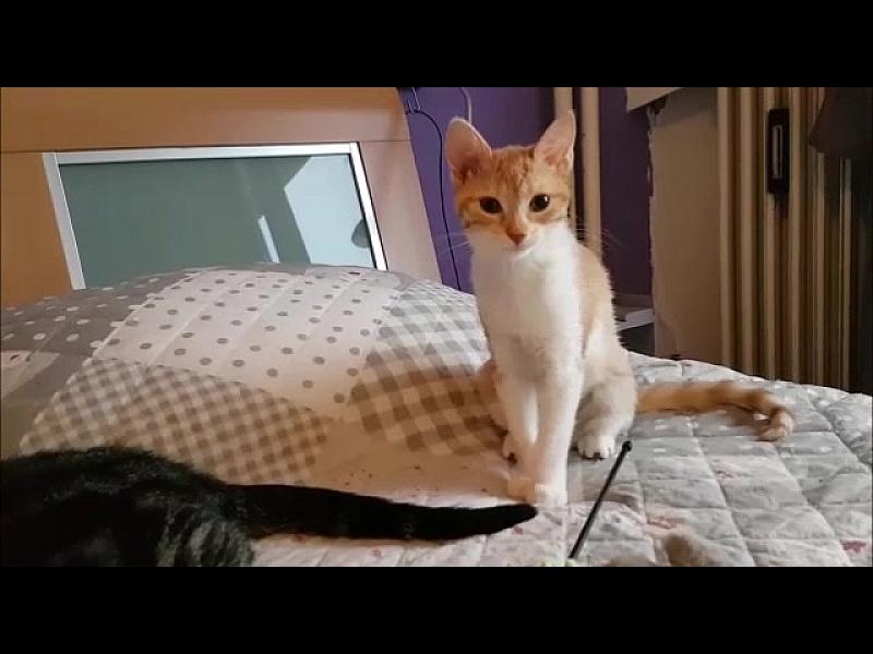Kattenpraat