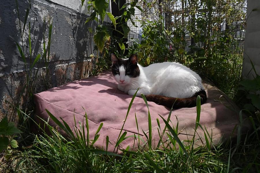 Kattenpraat