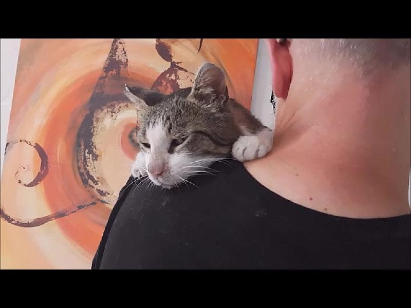 Kattenpraat