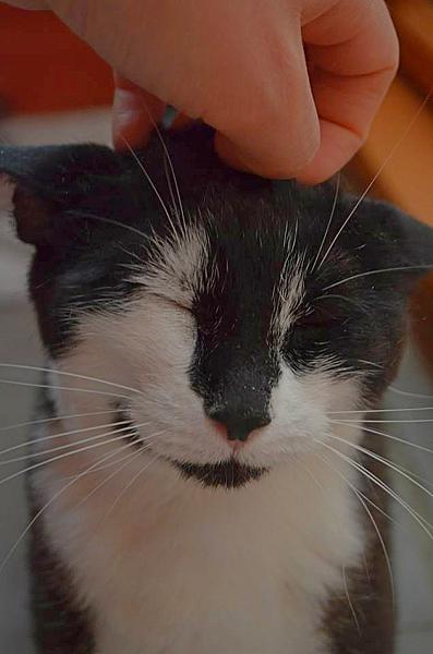 Kattenpraat