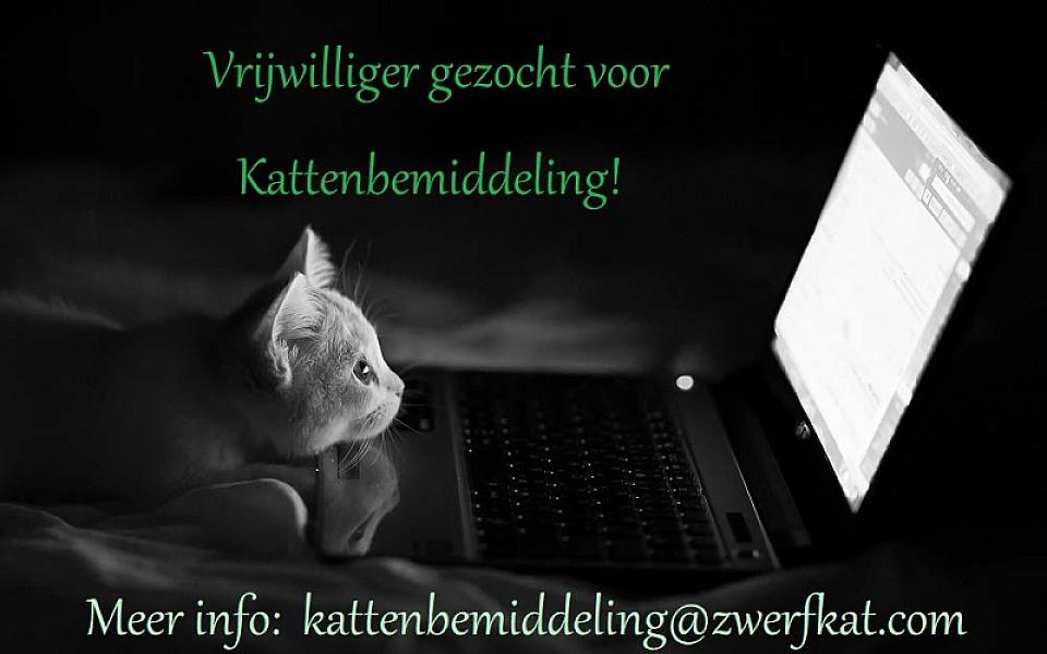 Kattenpraat